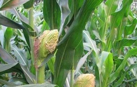 影响玉米畸形的原因 影响玉米畸形的原因有哪些