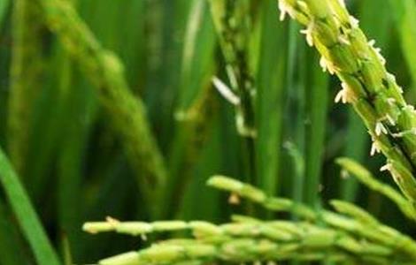 水稻抽穗杨花期管理技术 水稻扬花期管理
