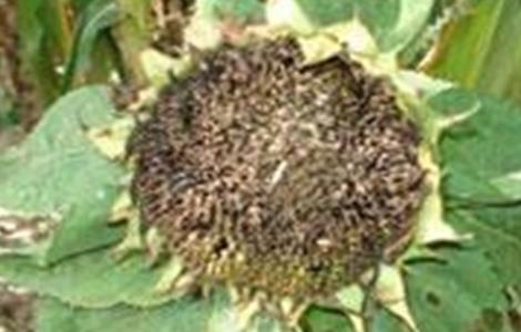 向日葵常见病虫害防治方法