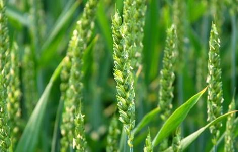 小麦空穗的原因及解决措施有哪些 小麦空穗的原因及解决措施