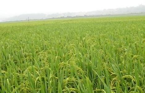 水稻齐穗期的管理方法 水稻穗期管理技术