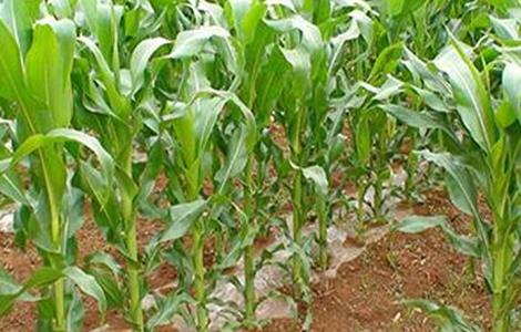 影响玉米产量的原因 影响玉米产量的原因是