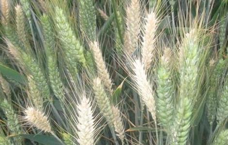 小麦白穗病怎么防治什么时间防治 小麦白穗的原因及防治方法