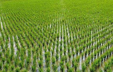 水稻幼穗分化时的注意事项 水稻幼穗分化期水分管理