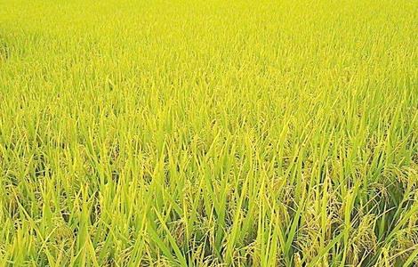 水稻夏季的田间管理 水稻的田间管理方案
