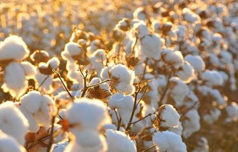棉花产量下降的原因 导致棉花产量低的原因