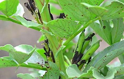 蚕豆病可以补钾吗 蚕豆缺钾的原因和解决方法