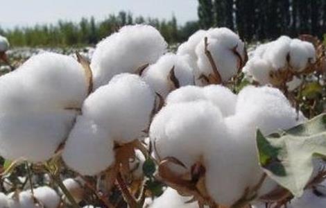 秋季棉花的管理方法 秋季棉花的管理方法和技巧