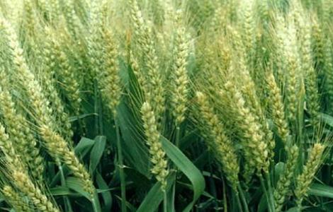 水稻根部缺氧的原因及防治措施 水稻根部缺氧的原因及防治