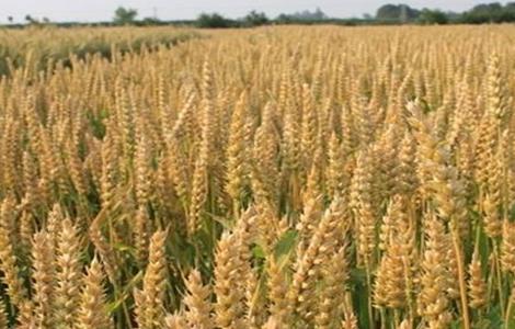 种植小麦深耕的优点 种植小麦深耕的优点和缺点