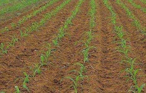 玉米的田间管理技术要求 玉米的田间管理技术