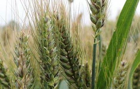 小麦拔节期的管理技术 小麦拔节期的田间管理