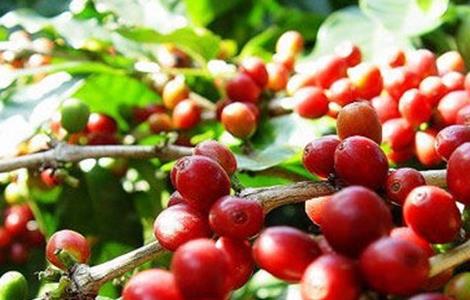 咖啡豆种植的方法 咖啡豆种植的方法视频