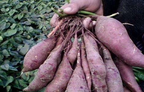 紫薯的田间管理 紫薯的栽培与管理