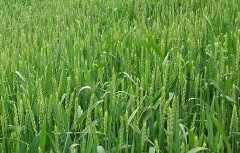 冬小麦的需肥特点 冬小麦需要什么肥料