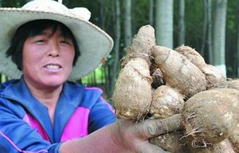 田间管理 芋头 技术