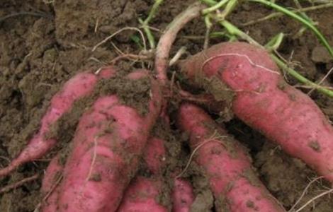 红薯的种植技巧 红薯的种植技巧视频