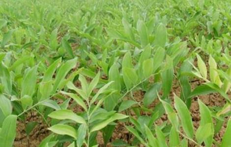 玉竹的种植条件 玉竹的种植条件有哪些