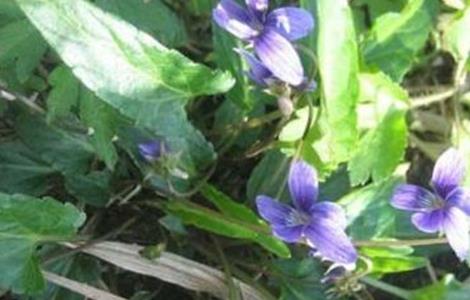 紫花地丁的种植方法 紫花地丁的种植方法和时间