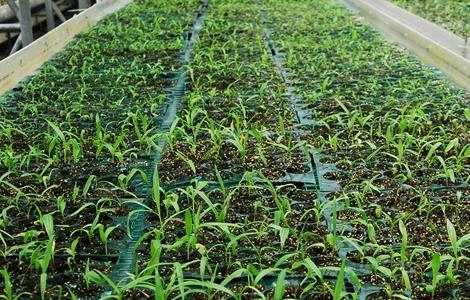 白芨的种植技术 白芨的种植技术和管理紫花三叉白芨今年多少一斤