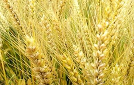 大麦种植方法与产量 大麦的种植方法
