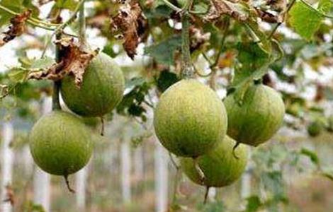 瓜蒌的种植技术管理 瓜蒌的田间管理技术