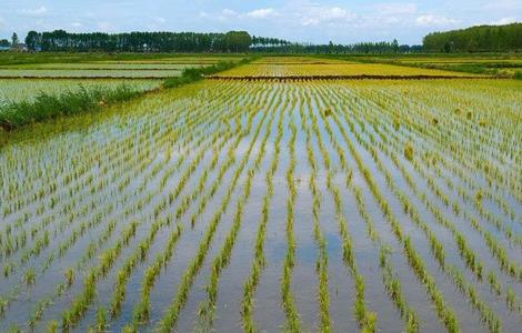 水稻的种植技术和田间管理 水稻的种植技术