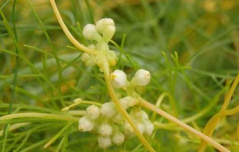 菟丝子的种植技术 菟丝子的种植技术与管理