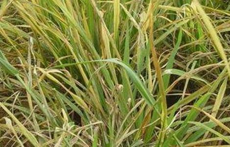 水稻早衰的原因及防治方法 水稻早衰是怎么回事