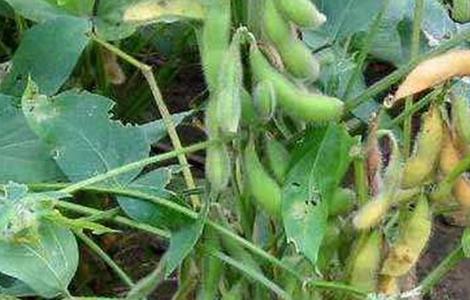 大豆落花落荚的原因 大豆落花落荚的原因及预防措施/密荚王384大豆豆种