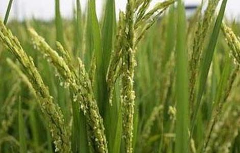 水稻抽穗困难的原因及解决方法 水稻抽穗困难是什么原因