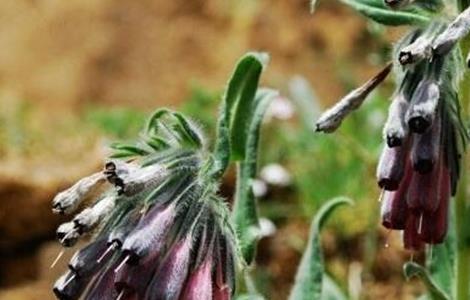 紫草的病虫害防治方法