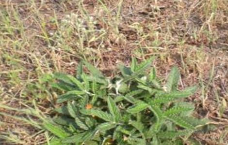 百蕊草的种植技术 百蕊草的种植技术和方法