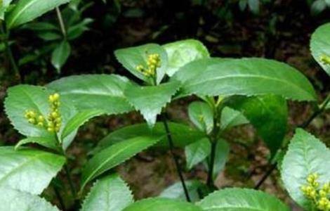 肿节风的种植技术