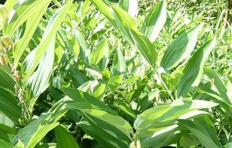 玉竹的种植与管理 种植玉竹如何管理