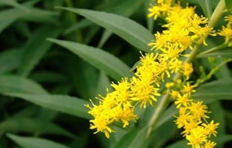 一枝黄花常见病虫害的防治方法 一枝黄花防治措施