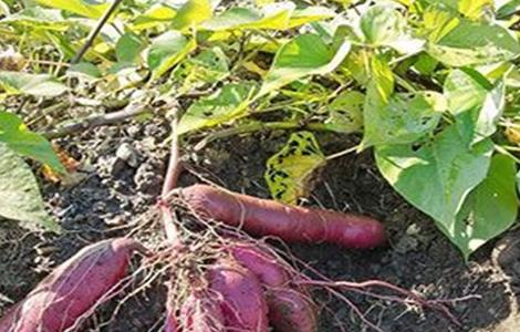 紫薯高产栽培管理技术要点 紫薯高产栽培管理技术