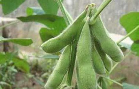 大豆花期管理及病虫害防治 大豆花荚期管理要点