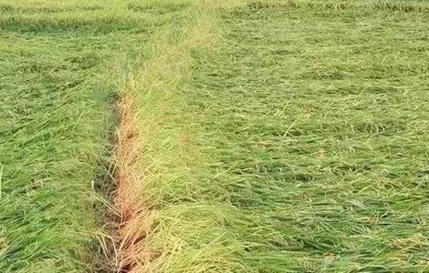 水稻施氮肥过多怎样补救? 水稻氮肥施用过多处理方法