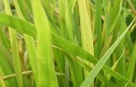水稻肥害症状及防治措施（水稻肥害症状及防治措施图片）