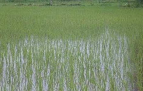 如何缩短水稻生长期 如何缩短水稻缓慢期