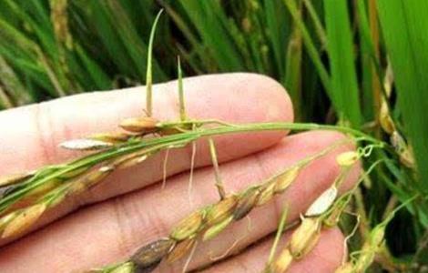 水稻穗发芽原因及预防方法有哪些 水稻穗发芽原因及预防方法