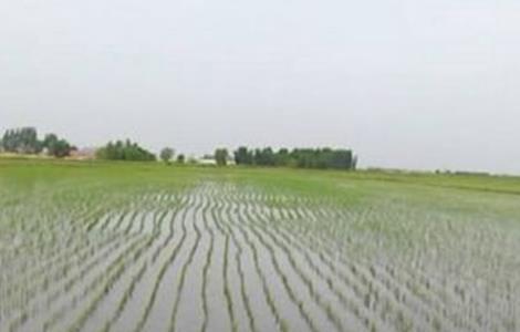 水稻的返青期 水稻返青期管理技术