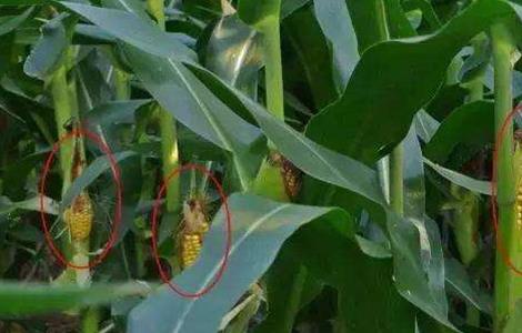 玉米结实不良预防措施 玉米结实不良预防措施图片