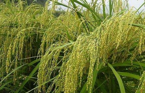 粳米种植技术 粳米种植技术视频