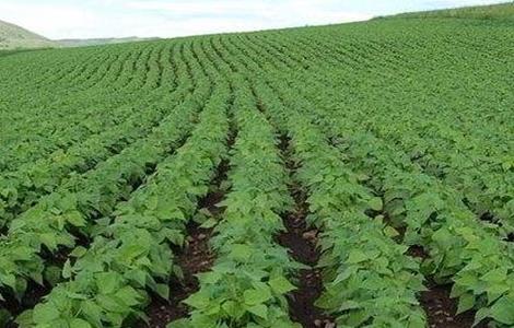 大豆的种植技术和方法以及会计科目 大豆的种植技术