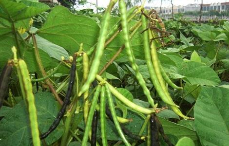 绿豆高产栽培 绿豆高产种植方法
