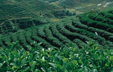 茶树种植注意事项 茶叶种植的注意事项