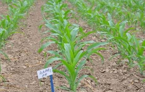 玉米种肥选择及注意事项 玉米施肥注意事项