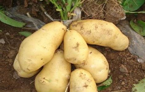 怎样提高 马铃薯 种植效益
